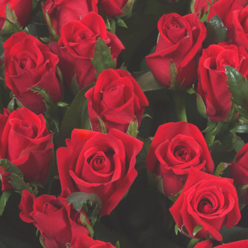 ROSES ROUGES