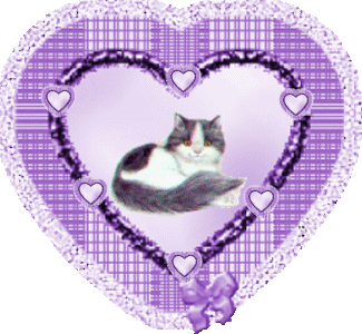 belle chatte